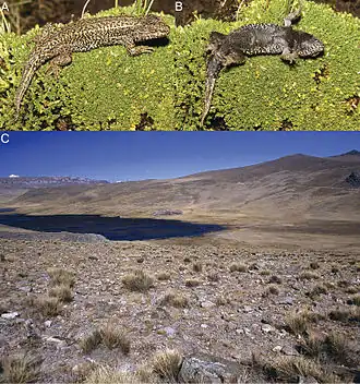 Description de l'image Integrative-taxonomy-and-preliminary-assessment-of-species-limits-in-the-Liolaemus-walkeri-complex-ZooKeys-364-047-g008.jpg.
