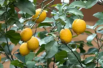Citronnier