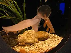 Melibe leonina