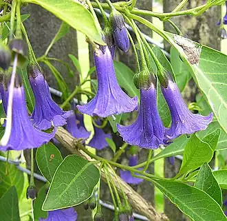 Description de l'image Iochroma australe (18922619942).jpg.