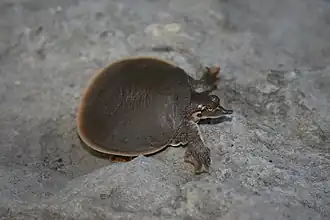 Description de l'image Iowaherps-apalone mutica.jpg.