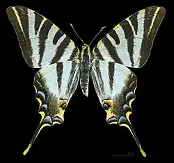 ♀