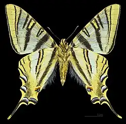 ♂ △