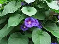 Ipomoea purpurea à feuilles en coeur