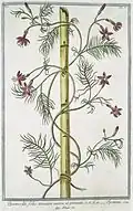 Ipomoea quamoclit