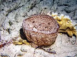 Ircinia campana