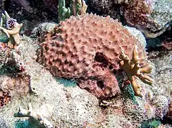Ircinia felix