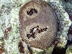 Ircinia strobilina
