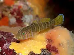 Priolepis cincta.