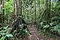 Cone de racines de Socratea exorriza au long du Río Puyo&nbsp;(de) dans le Parc Omaere&nbsp;(ceb) (Pastaza, Équateur).