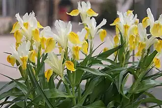 Description de l'image Iris Bucharica.jpg.