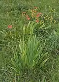 Vue d'ensemble de la plante.