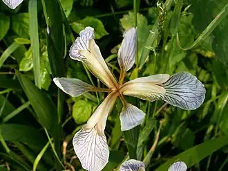 Détail de la fleur