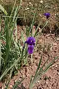 Fleur d'Iris hoogiana