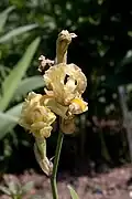 Fleurs d'Iris imbricata.