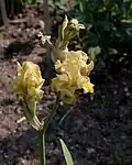 Fleurs d'Iris imbricata.