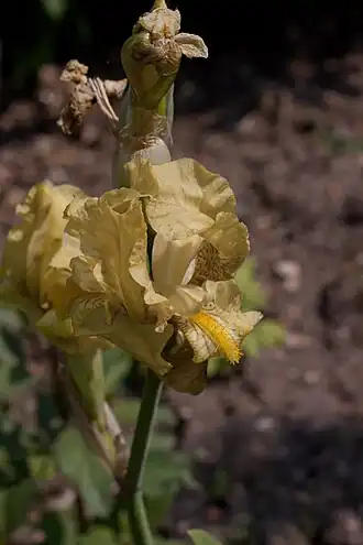 Description de l'image Iris imbricata - Fleurs.jpg.