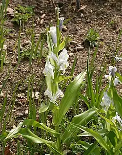 Inflorescence en fin de floraison