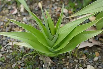 Jeune plante