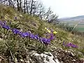 Groupes d'iris bleus, violets ou jaunes, dues à la colonisation de la prairie par les rhizomes. Autriche.