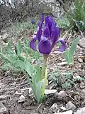 Fleur d'Iris pumila à l'état sauvage en Autriche.