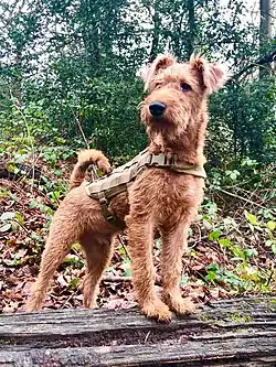 Terrier irlandais