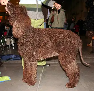 Chien d'eau irlandais