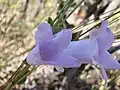 Irlbachia speciosa