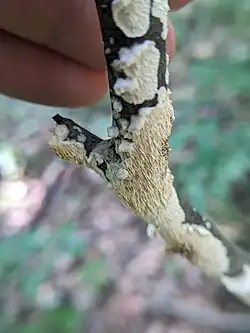 Irpex lacteus