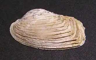 Irus elegans