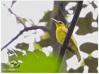 Description de l'image Isabela Oriole.jpg.