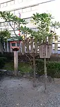 Yuzuriha (arbre symbolique)