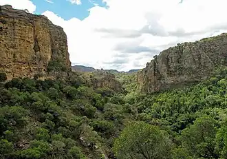 Forêt sèche.