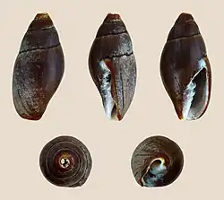 Mitra cornea