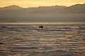 Un ours polaire sur la côte est du Groenland.