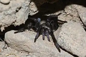 Description de l'image Ischnocolus jickelii.jpg.