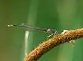 Femelle immature.
