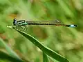 Ischnura elegans (mâle)