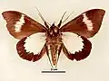 Ischyja albata(Erebinae, incertae sedis)