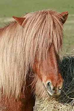 Détail sur la crinière particulièrement fournie d'un islandais alezan.