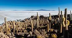 La pseudo-île d'Incahuasi et ses cactus millénaires.