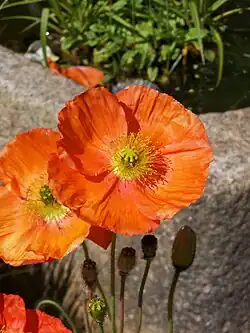 Fleur épanouie, en bouton et jeune fruit.