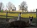 Lamas