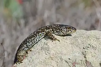 Description de l'image Island night lizard on Rock Side.jpg.