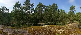 Iso Vasikkasaari.