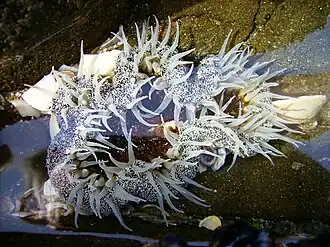 Isocradactis magna