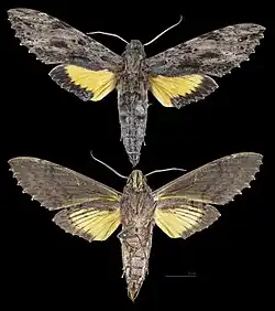 Isognathus leachii