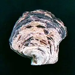 Isognomon alatus