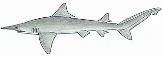 Description de l'image Isogomphodon oxyrhynchus.JPG.