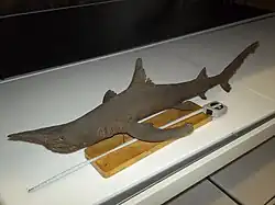 Vue de trois quart d'un Requin bécune naturalisé